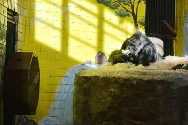 Стаття Ви здивуєтесь. Незвичний “Друг” рятує життя горилі Тоні у київському зоопарку Ранкове місто. Київ