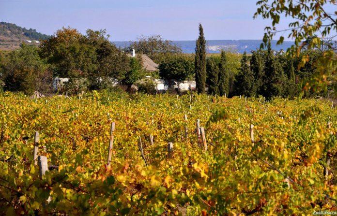 Стаття В связи с расширением заселенной местности заниматься выращиванием винограда станет невозможно Ранкове місто. Київ