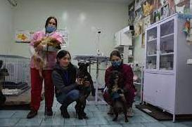 Стаття В Мариуполе волонтеры спасли жизнь раненой собаке Ранкове місто. Київ