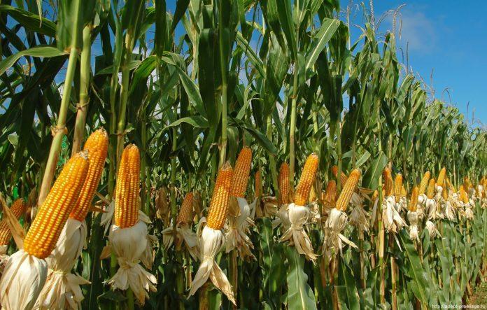 Стаття Кукуруза, рис, соя: что больше не растет в Крыму из-за оккупации Ранкове місто. Київ