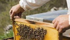 Стаття Учительница, врач и экономистка: как женщины развивают пчеловодство на Донбассе Ранкове місто. Київ