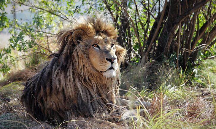 Стаття «Кожного дня почуваються все краще»: як в Африці живуть леви з покровського «зоопарку смерті». Фото Ранкове місто. Київ