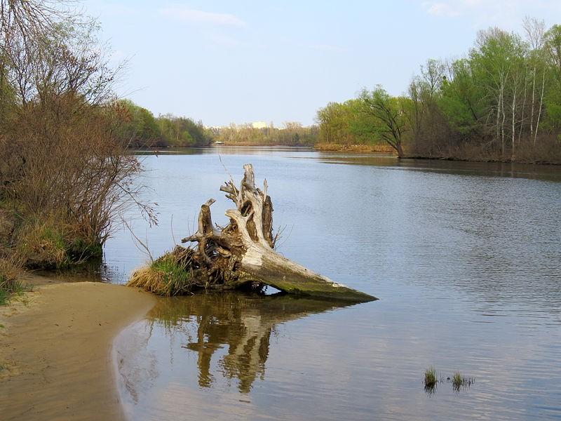 Стаття Протока Чорторий хворіє і цвіте: як пропонують поліпшити стан водойми Ранкове місто. Київ