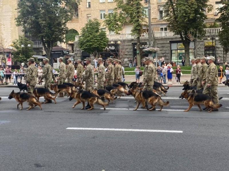 Стаття Другий день соцмережі зачаровані песиками, що братимуть участь в параді Ранкове місто. Київ