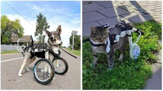 Стаття Второй шанс на жизнь: украинская компания делает инвалидные коляски для травмированных животных Ранкове місто. Київ