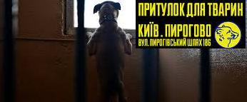 Стаття Більше тисячі врятованих у Києві собак можуть знову опинитися на вулиці Ранкове місто. Київ