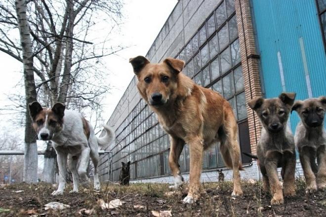 Статья Шкуродери об’єдналися і збираються труїти собак антифризом Утренний город. Киев