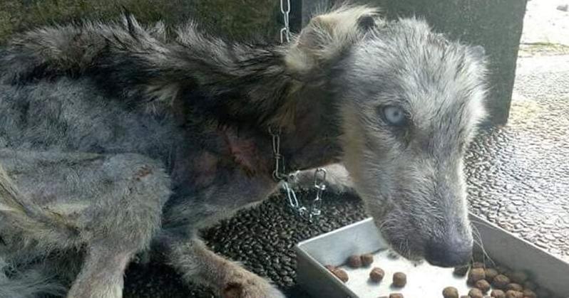 Стаття У Ботсаду Гришка жінка-охоронець рятує 48 собак та вовчицю, яких кинули люди Ранкове місто. Київ