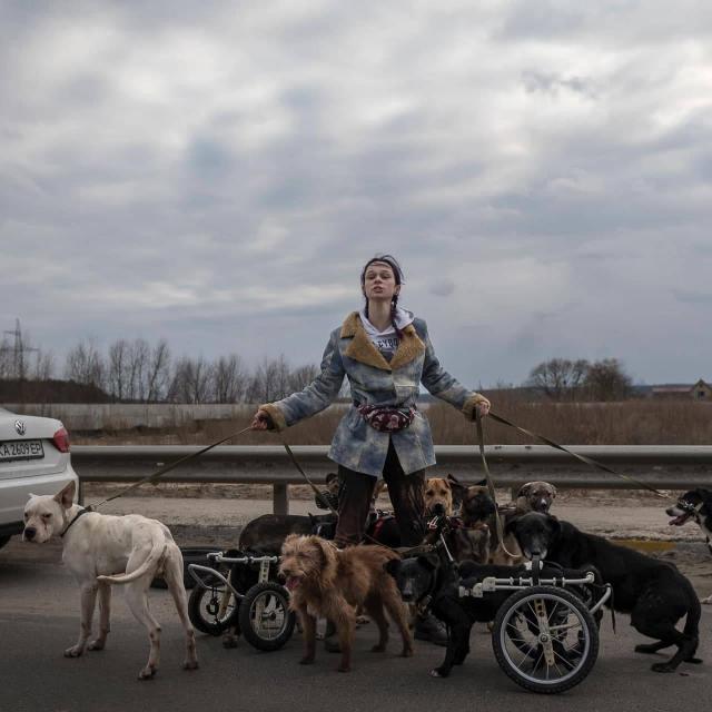 Стаття The Wall Street Journal опублікував фото дівчини, яка рятувала собак з інвалідністю з Ірпеня Ранкове місто. Київ