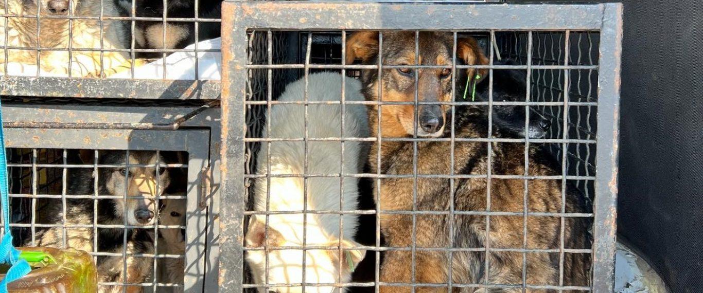 Стаття Из одесского приюта в Германию эвакуируют 29 собак Ранкове місто. Київ