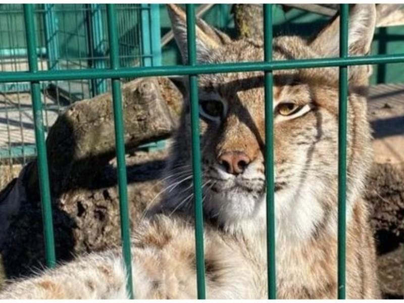 Стаття Тисяча тварин і птахів біопарку на Київщині можуть вмерти від голоду Ранкове місто. Київ