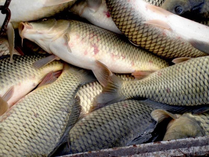 Стаття Київські рибоохоронні патрульні передали 6 тонн риби українським захисникам Ранкове місто. Київ