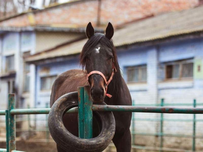 Стаття В Києві врятували від голоду 300 коней з іподрому Ранкове місто. Київ