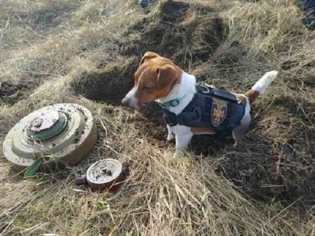 Стаття Везунчик Патрон: украинская собака-сапер стала звездой интернета Ранкове місто. Київ