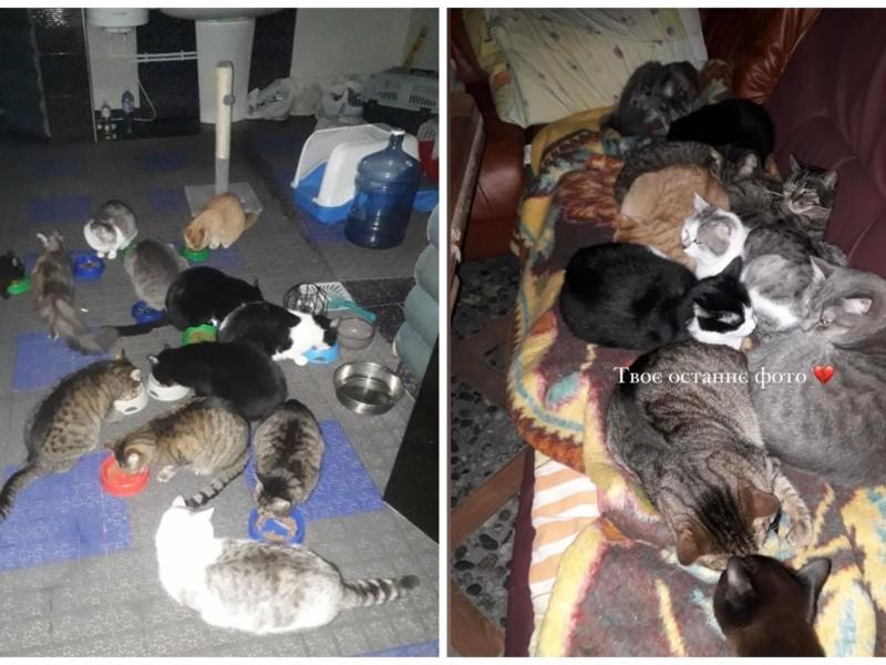 Стаття Рашисти вбили чоловіка, який доглядав 13 котів, донька благає врятувати тварин Ранкове місто. Київ