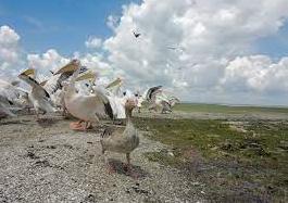 Стаття Несколько сотен пеликанов вернулись в дельту Днестра Ранкове місто. Київ