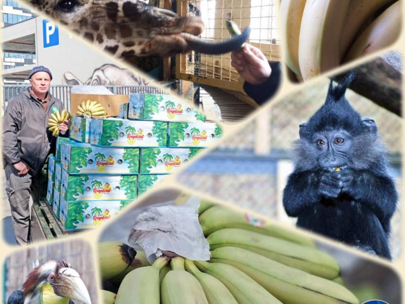 Стаття Запас на 10 днів: у Київський зоопарк привезли 100 кілограмів бананів Ранкове місто. Київ