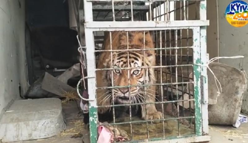 Стаття У Київський зоопарк привезли тигра із Фельдман Екопарку, який розбомбили російські орки Ранкове місто. Київ