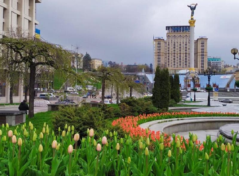 Стаття Центр Києва “заполонили” тисячі тюльпанів (ФОТО) Ранкове місто. Київ