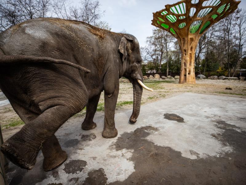 Стаття У київському зоопарку слон навчився слідувати в укриття, коли чує сирену Ранкове місто. Київ