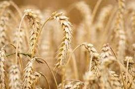 Стаття На мировых рынках объявили бойкот российской пшенице Ранкове місто. Київ