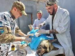 Статья В Украине заработал первый военный госпиталь ветеринарной медицины Утренний город. Киев