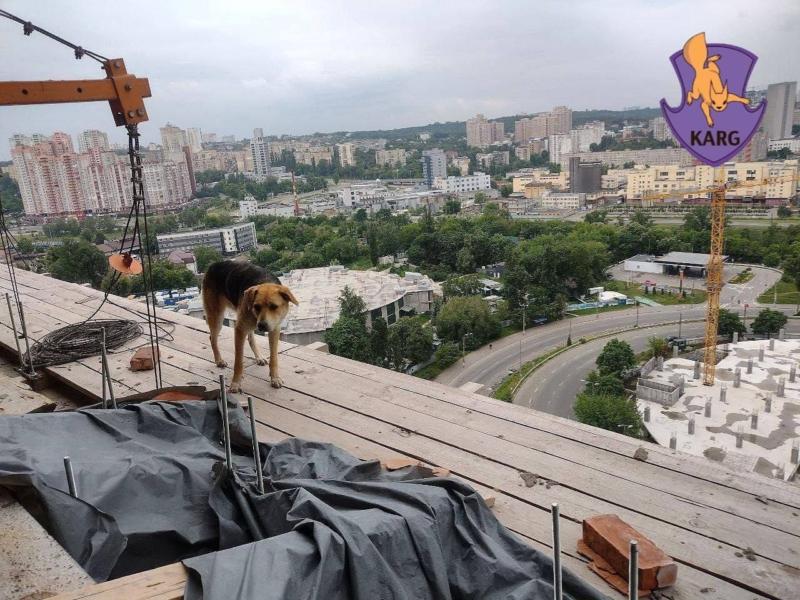 Стаття З 18-го поверху недобудови врятували пса-екстремала Ранкове місто. Київ