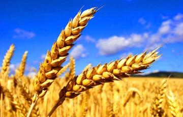 Стаття США предостерегли страны Африки от покупки украинского зерна у России Ранкове місто. Київ