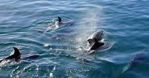 Стаття Настоящее чудо: в Одесской области заметили большую стаю дельфинов (фото) Ранкове місто. Київ