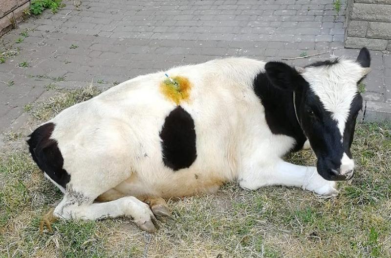 Стаття В Києві рятують корову, яка серйозно постраждала під час обстрілів! Ранкове місто. Київ