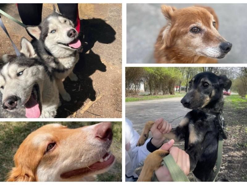 Стаття Киян кличуть на зустріч з тваринами з притулку на ВДНГ Ранкове місто. Київ