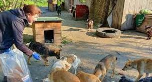 Стаття «Дай шанс»: як у Слов'янську рятують тварин, кинутих під час війни Ранкове місто. Київ