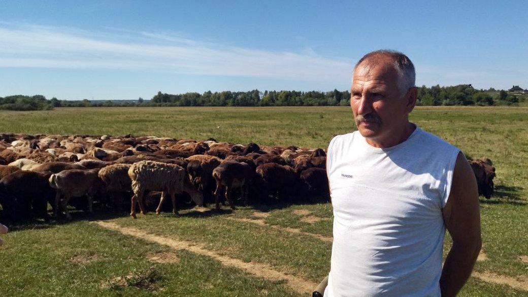 Стаття Вівчар перегнав стадо овець з Донбасу на Волинь і врятував тварин Ранкове місто. Київ