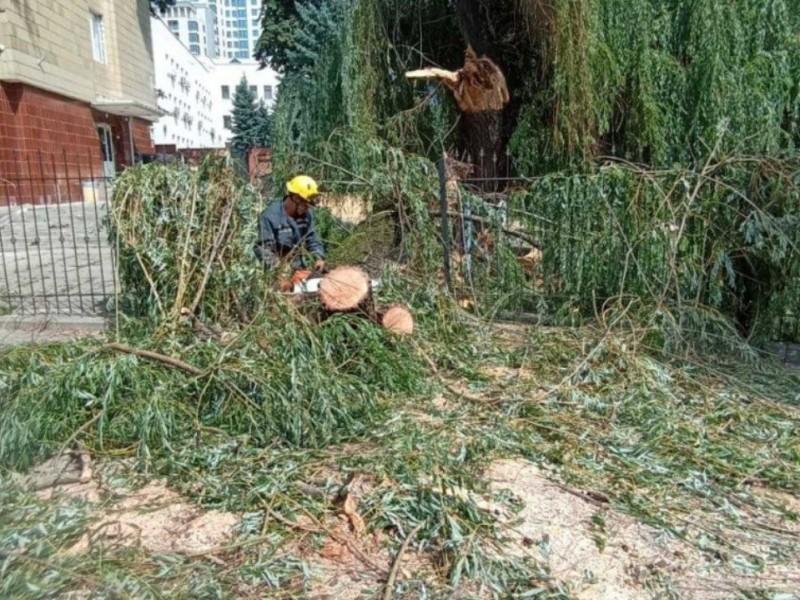 Стаття Рятувальники, прибираючи повалене дерево, врятували пташеня Ранкове місто. Київ