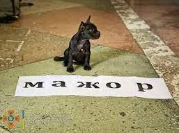 Стаття Подає надії стати професіоналом: одеського Мажора віддали на тренування (фото, відео) Ранкове місто. Київ