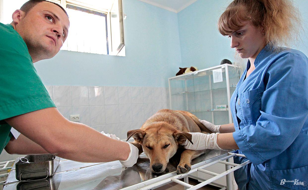 Стаття У трьох столичних клініках безкоштовно стерилізуватимуть домашніх тварин Утренний город. Київ