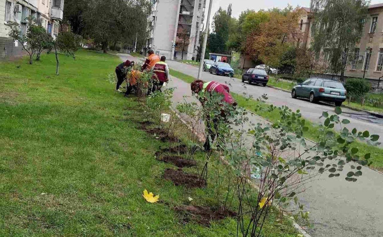Стаття У Дніпровському районі висадили кущі та квіти Ранкове місто. Київ