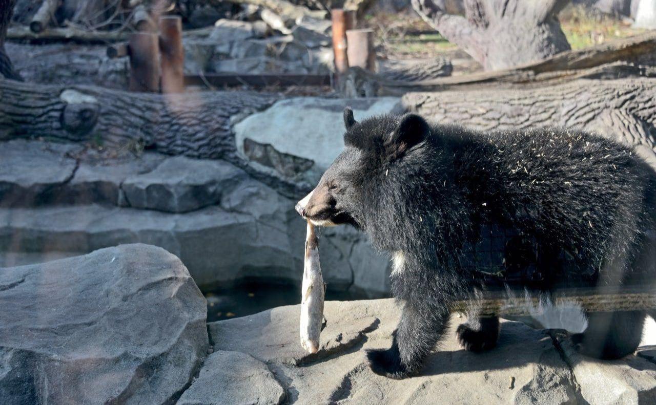 Стаття «Ведмежий вікенд» влаштують цього тижня у Київському зоопарку Утренний город. Київ