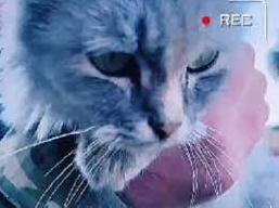 Стаття Правоохоронці показали кошеня, яке вдалося врятувати у Лимані (ФОТО) Утренний город. Київ