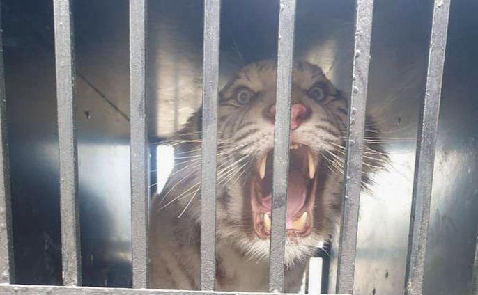 Стаття Білого тигра назве переможець аукціону: у столиці рятують тварину з Харкова Утренний город. Київ