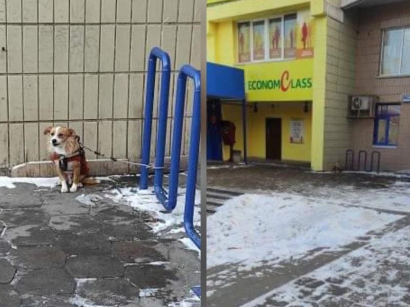 Стаття Більше години песик на морозі: киян закликають не прив’язувати собак біля магазинів Утренний город. Київ
