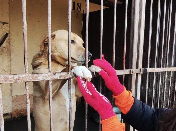 Стаття Патронаж притулків для тварин запускають в Україні: як це працює Ранкове місто. Київ