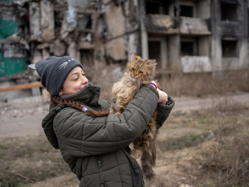 Стаття 10-річна Вероніка кожного дня приходить до свого зруйнованого дому в Бородянці, щоб нагодувати котів Ранкове місто. Київ