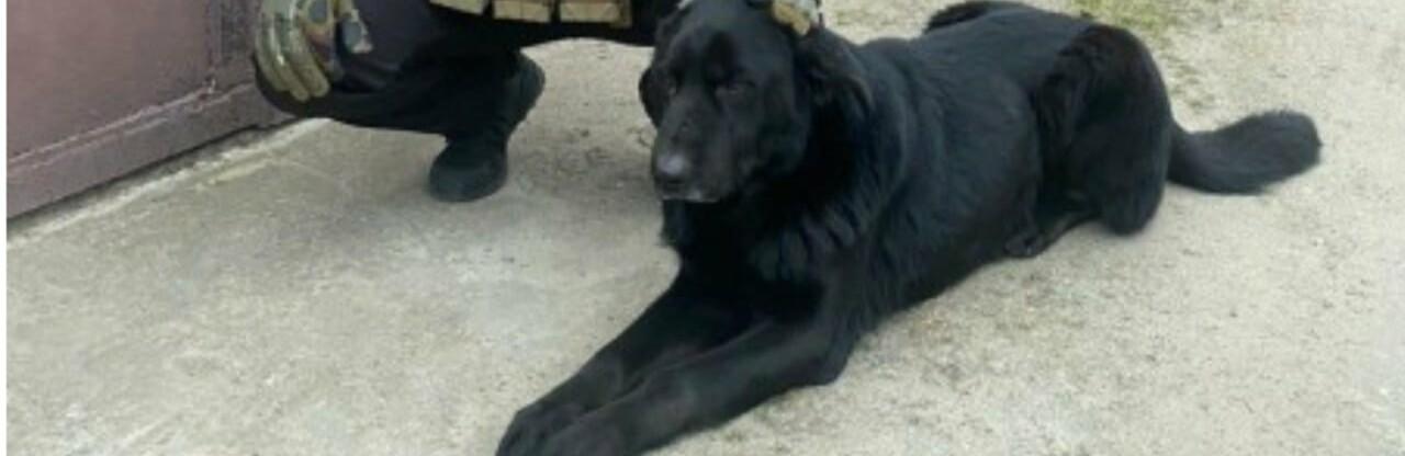 Стаття Блек сидів на ланцюгу серед руїн: одеські поліцейські врятували покинутого у Херсоні собаку Ранкове місто. Київ