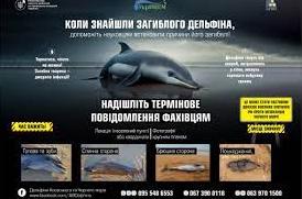 Стаття Одеситів закликають повідомляти про мертвих дельфінів: куди звертатися і чому це важливо Ранкове місто. Київ