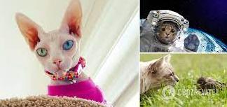 Стаття Прибульці з іншої планети? У мережі розповіли версію походження котів і навели докази Утренний город. Київ