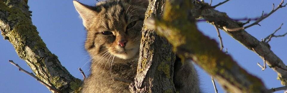 Стаття В Одеській області виявили червонокнижного лісового кота, - ФОТО Ранкове місто. Київ