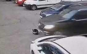 Стаття В Одесі водій автівки переїхав собаку та залишил її помирати, - ВІДЕО Ранкове місто. Київ