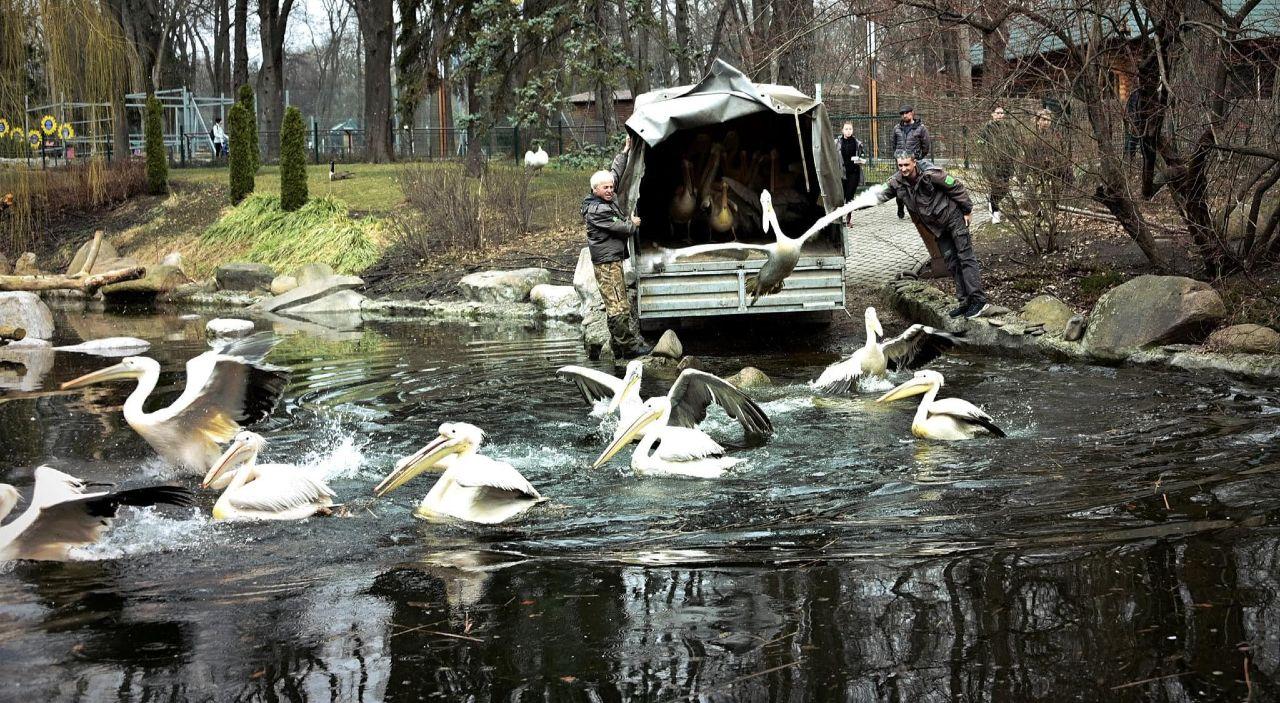 Стаття У столичному зоопарку пеліканів випустили на «волю»: фото Утренний город. Київ