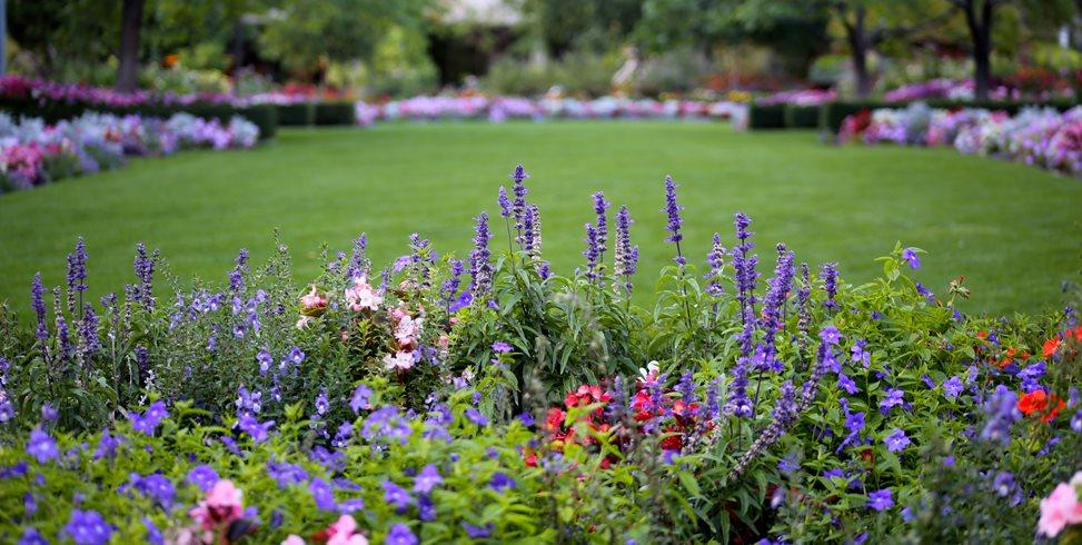 Стаття Які квіти треба посадити у квітні, щоб клумба квітла довго та яскраво до самої осені Ранкове місто. Київ